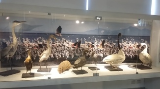 Bird Exhibit