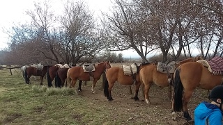 Horses Lined Up